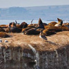 California sea lions blanket Ano Nuevo Island during the summer