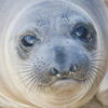 Weanling northern elephant seal