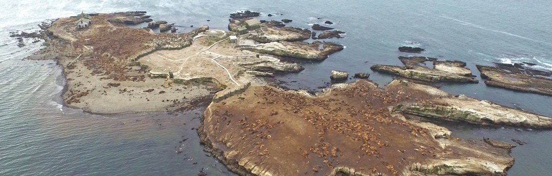 Ano Nuevo Island Aerial View