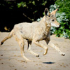 Coyote at mid-bight beach