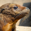 California sea lion pup