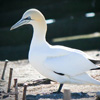 Northern gannet - usually found on the US east coast
